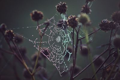 Close-up of spider web amidst plants