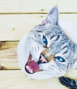 Close-up portrait of a cat