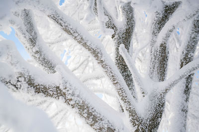 Full frame shot of snow covered branches