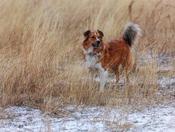 Dog on field