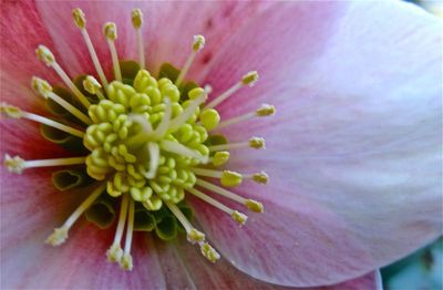 Close-up of pink flower