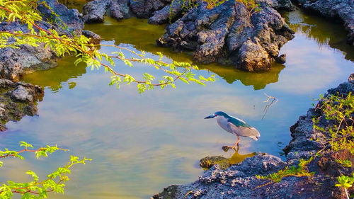 Birds perching on tree by water