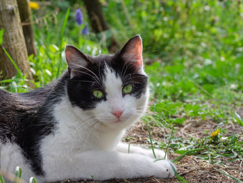 Close-up portrait of cat