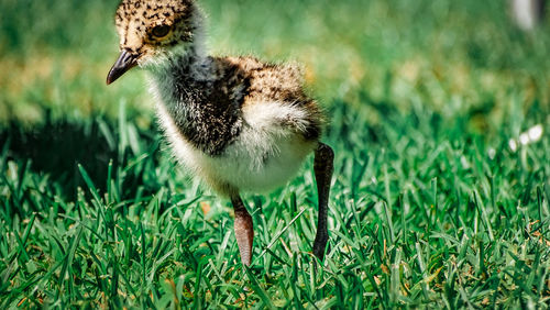 View of a bird on field