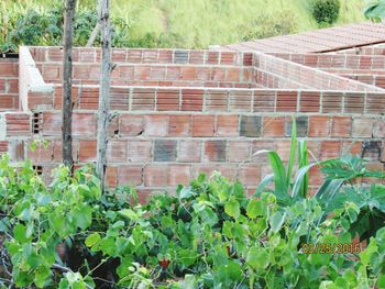 Plants against brick wall