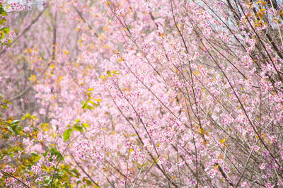 Close-up of pink cherry blossoms blooming outdoors