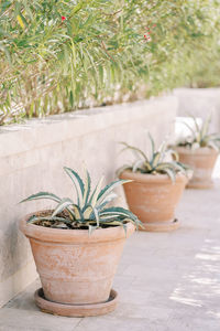 Potted plant on table