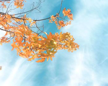 Low angle view of tree against cloudy sky