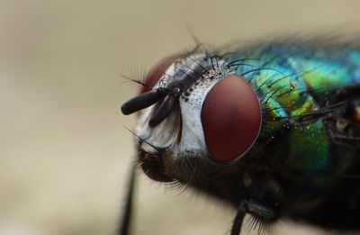Close-up of fly