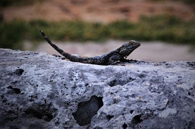 Close-up of driftwood on rock