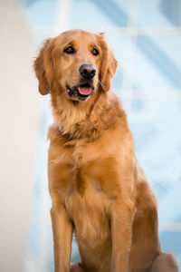 Close-up portrait of dog