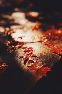 Close-up of dry maple leaves during autumn