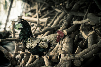 Close-up of rooster