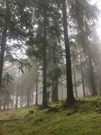 Trees in forest