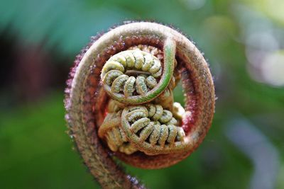 Close-up of snake on plant