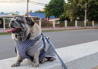 Dog looking at camera