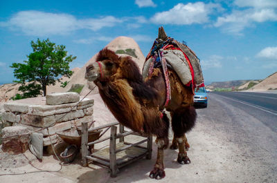 Side view of woman with horse against sky