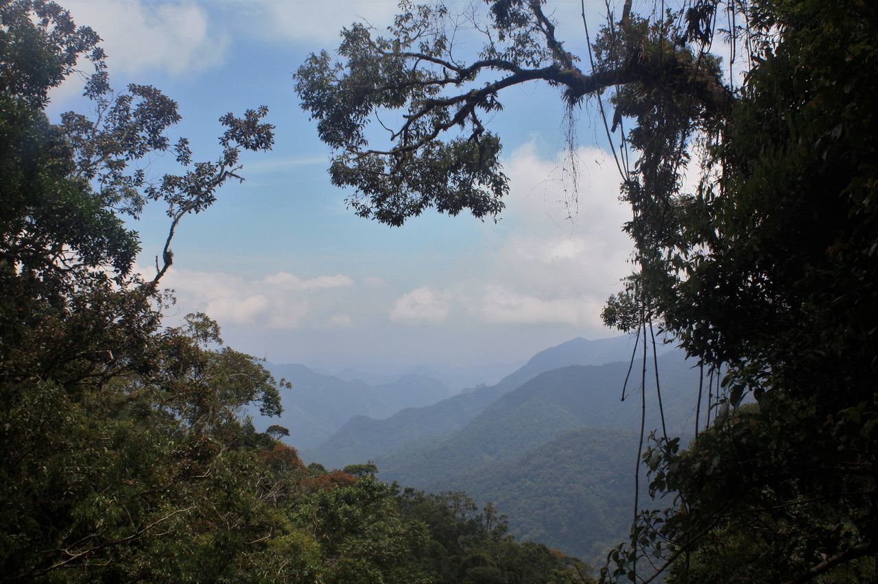 SCENIC VIEW OF FOREST AGAINST SKY