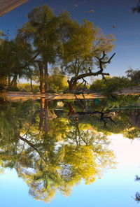 Reflection of trees in water