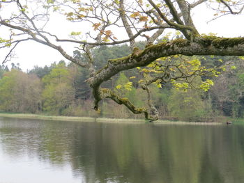 Tree by lake against sky