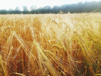 Crop in field