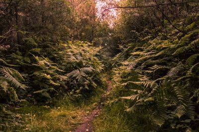 Scenic view of forest