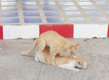 Dog lying down on floor