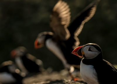 Close-up of two puffins flying