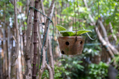 Close-up of green leaves on tree trunk in forest