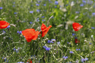 Close-up of poppies blooming on field