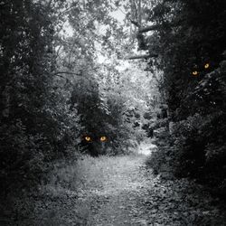 Road passing through forest