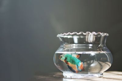 Close-up of fish in jar on table
