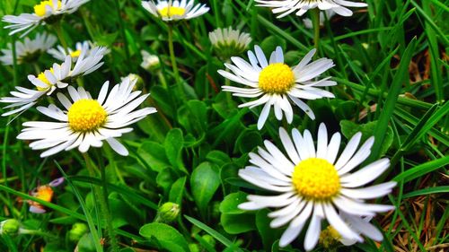 Close-up of white daisy flowers blooming on field