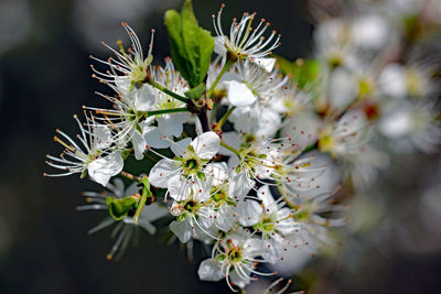 Close-up of white flowering plant