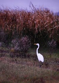 Close-up of bird on field