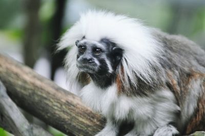 Close-up of monkey on tree