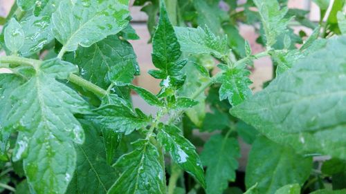Close-up of fresh green leaves