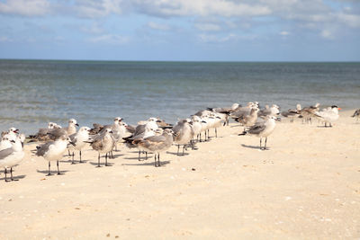 Flock of birds perching at beach against sky