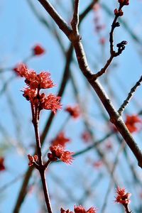 Low angle view of flowering plant