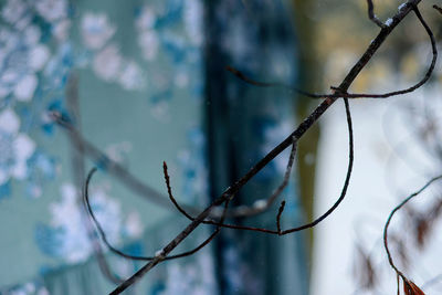 Low angle view of snow on plant in forest