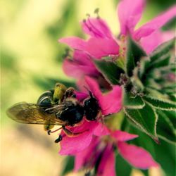 Close-up of bee on pink flower