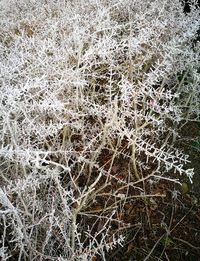 Full frame shot of tree