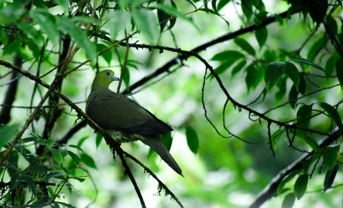 Low angle view of bird perching on tree