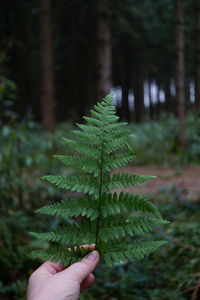 Cropped hand holding plant