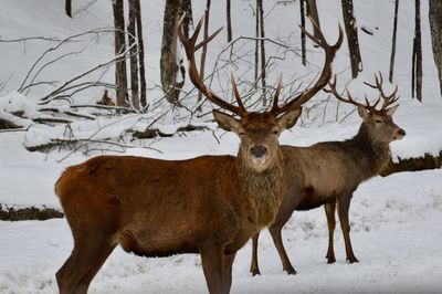 Deer standing on snow field during winter