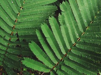 Full frame shot of green leaves