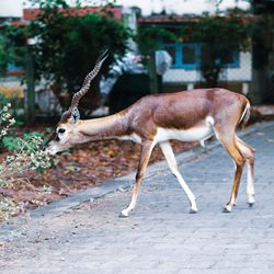 Side view of blackbuck on land