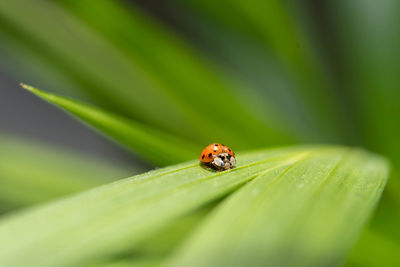 Close-up of ladybug on leaf