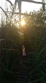 Sun shining through trees