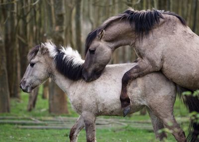 Horses on field